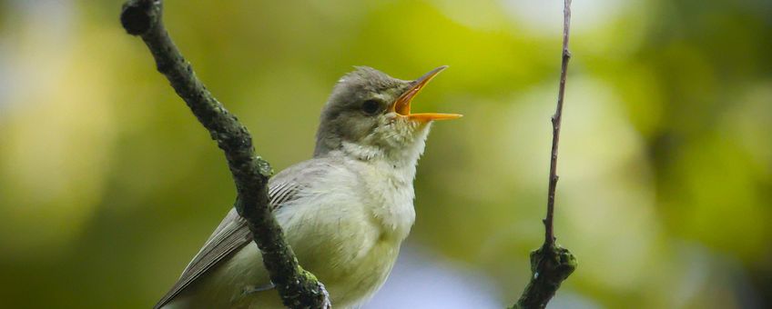 Spotvogel