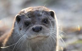 Lutra lutra, otter