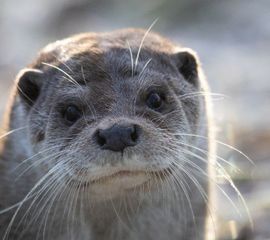 Lutra lutra, otter