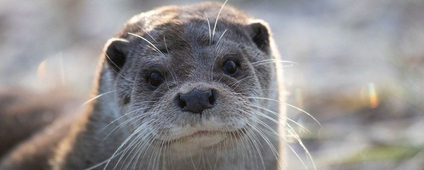 Lutra lutra, otter
