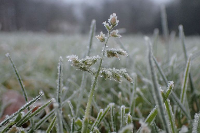 Straatgras (Poa annua) kan het hele jaar door bloeien, zelfs in de winter