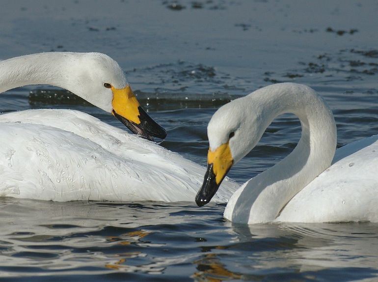 Wilde zwanen zijn ongeveer net zo groot als knobbelzwanen