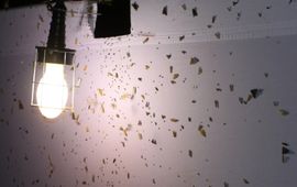 Kars Veling licht - primair