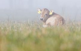 Bob Luijks, Natuurportret Tauros kalfje, Stramprooise Heide. Voor eenmalig gebruik!
