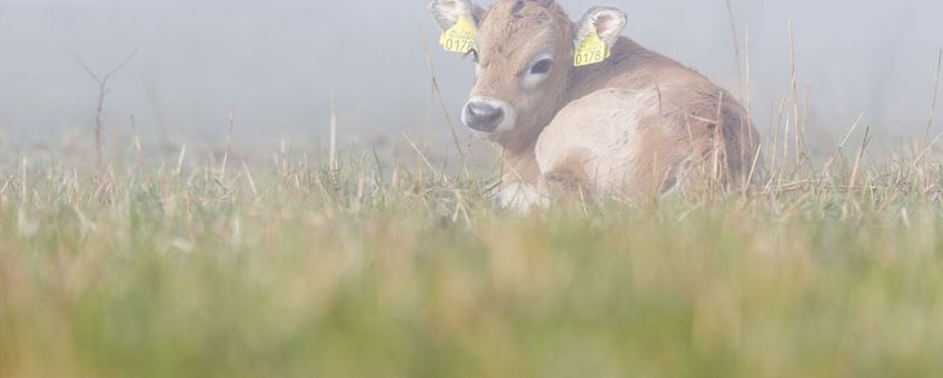 Tauros kalfje, Stramprooise Heide. Voor eenmalig gebruik!