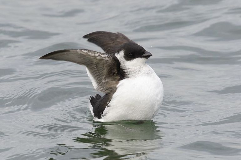 Kleine alk, 28 oktober 2015 IJmuiden