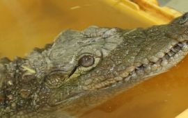 Mahzooz de krokodil wacht op overplaatsing uit Al-Ma'wa Wildlife Sanctuary