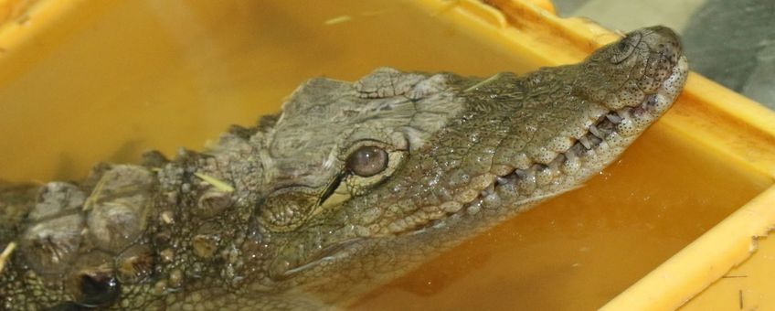 Mahzooz de krokodil wacht op overplaatsing uit Al-Ma'wa Wildlife Sanctuary