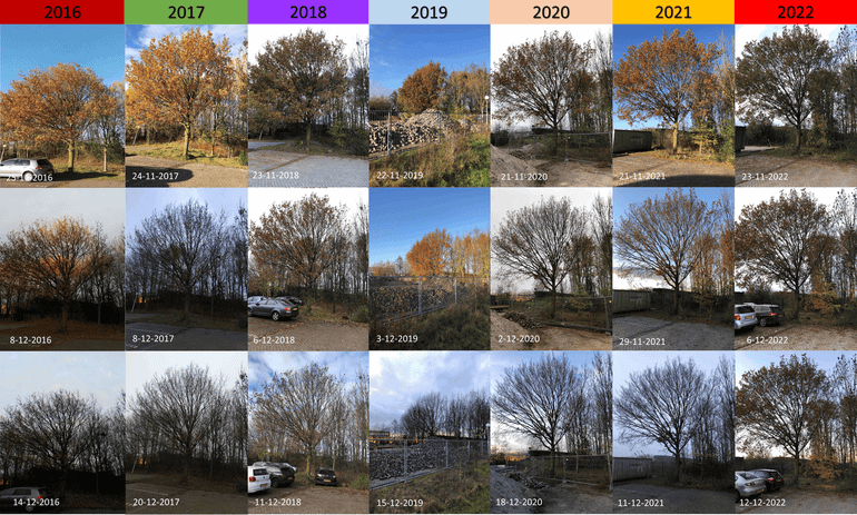 Verloop bladval van een zomereik bij het Lumengebouw van Wageningen University & Research in de jaren 2016 tot en met 2022. 2022 was het laatste jaar uit de reeks