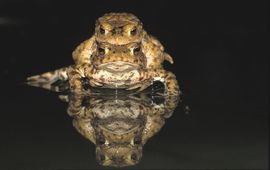 Norbert Huys Gewone pad