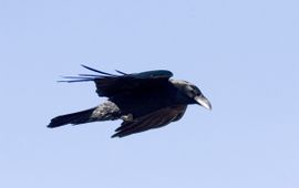 Corvus corax. Raaf