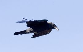 Mark Zekhuis, Saxifraga Corvus corax. Raaf