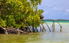 Mangroves bieden bescherming aan mensen en dieren