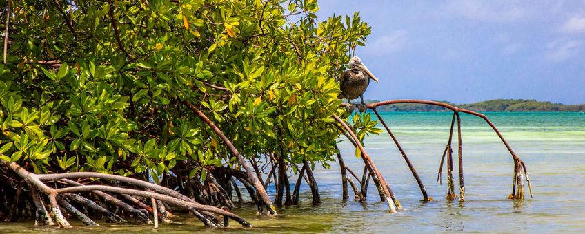 Mangroves bieden bescherming aan mensen en dieren