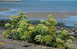 Ed Stikvoort, Saxifraga Zeevenkel