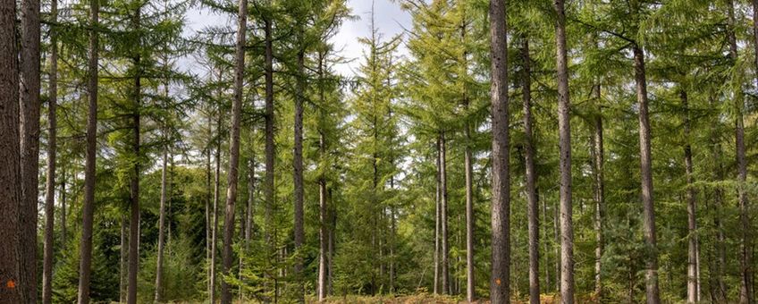 Hoewel het bos in Ugchelen er prachtig uitziet, gaat het er niet goed