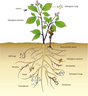 Organismen die een rol kunnen spelen in het leven van een plant