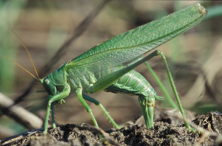 Wat een werk en dat zonder te kijken; een grote groene sabelsprinkhaan zet eitjes af