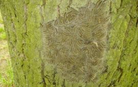 Falko Seyffarth nest eikenprocessierups. Fotograaf Falko Seyffarth, via Wikipedia vrij gebruik onder GFD-licentie