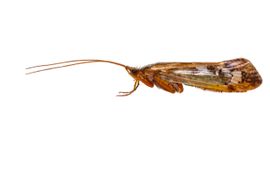 Wil Leurs De schietmot Limnephilus marmoratus