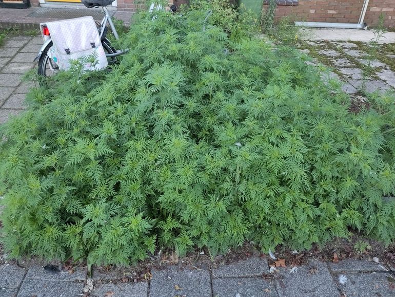 “Deze staan in een voortuin in mijn straat“