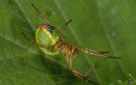 Araniella cucurbitina, Gewone komkommerspin