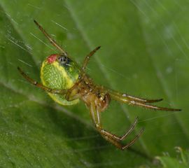 Araniella cucurbitina, Gewone komkommerspin