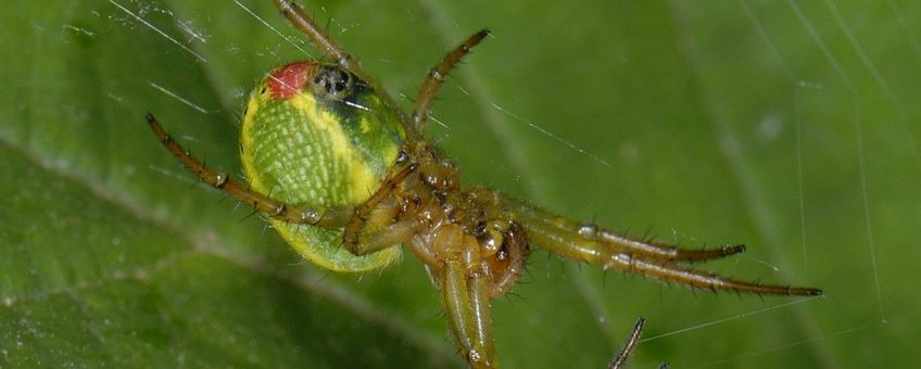 Araniella cucurbitina, Gewone komkommerspin