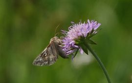 Autographa gamma, gamma-uil