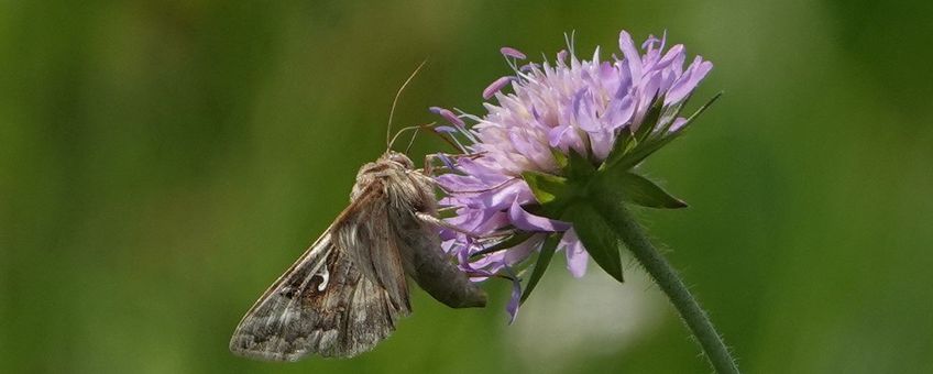 Autographa gamma, gamma-uil