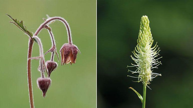 Knikkend nagelkruid en witte rapunzel, het Ulvenhoutse Bos is een van de weinige plekken waar ze nog voorkomen