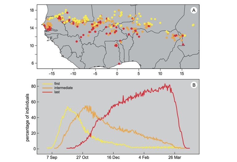Overwinteringslocaties van grauwe kiekendieven in de Sahel (A) en presentie op de drie opeenvolgende locaties tijdens de overwinteringsperiode (B)