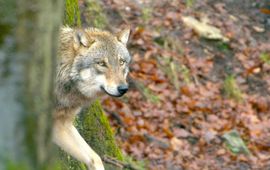 Cees van Kempen wolf in Nederland