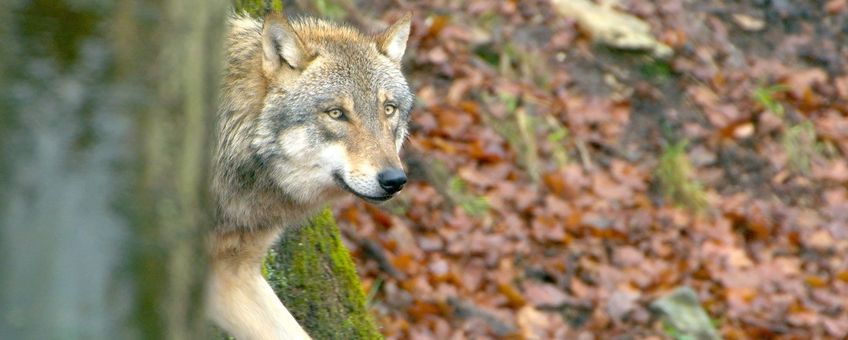 wolf in Nederland