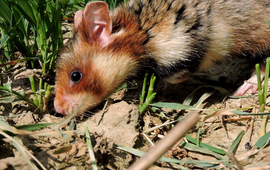 Loek Kuiters Europes hamster