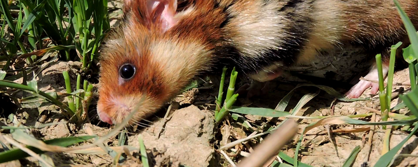 Europes hamster