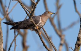 Jankees Schwiebbe, Birdphoto.nl Koekoek