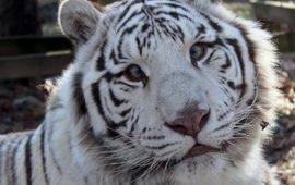 © Carolina Tiger Rescue Saber, van Carolina Tiger Rescue. Saber lijdt aan scheelzien (onjuist uitgelijnde ogen). Scheelzien is niet het resultaat van inteelt, maar is een eigenschap die genetisch is gekoppeld aan het recessieve