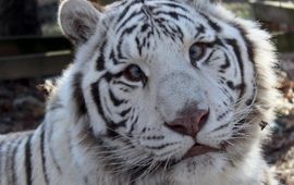 Saber, van Carolina Tiger Rescue. Saber lijdt aan scheelzien (onjuist uitgelijnde ogen). Scheelzien is niet het resultaat van inteelt, maar is een eigenschap die genetisch is gekoppeld aan het recessieve 