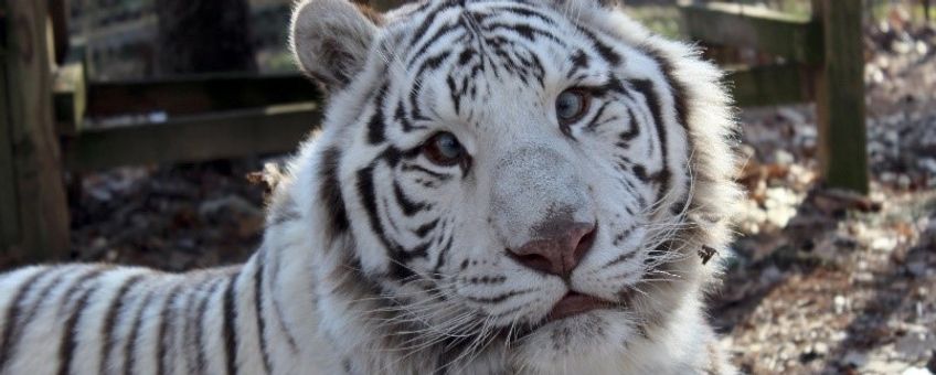 Saber, van Carolina Tiger Rescue. Saber lijdt aan scheelzien (onjuist uitgelijnde ogen). Scheelzien is niet het resultaat van inteelt, maar is een eigenschap die genetisch is gekoppeld aan het recessieve 