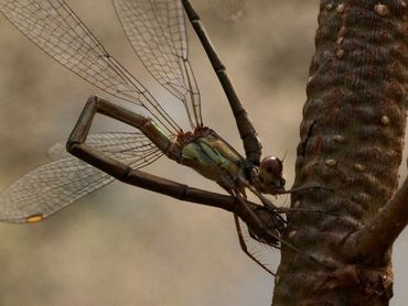 Vrouwtjes boren hun eitjes in de bast van takken die boven het water hangen