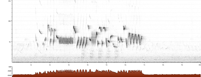 Sonogram van de zang van een winterkoning (Troglodytes troglodytes) uit Nederland. XC47354