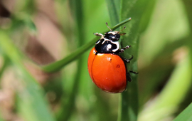 Lady beetle (Cycloneda sanguinea)