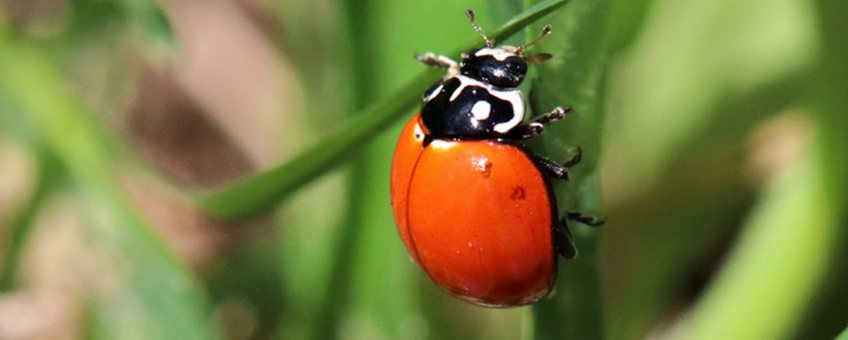 Lady beetle (Cycloneda sanguinea)