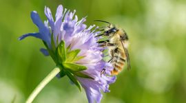 De boshommel is toegevoegd aan de licht herziene versie van de Basisgids hommels.