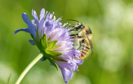De boshommel is toegevoegd aan de licht herziene versie van de Basisgids hommels.
