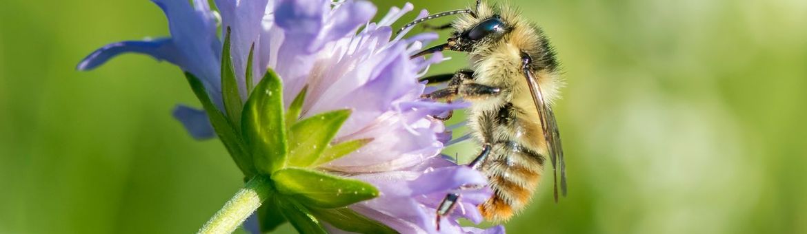 De boshommel is toegevoegd aan de licht herziene versie van de Basisgids hommels.