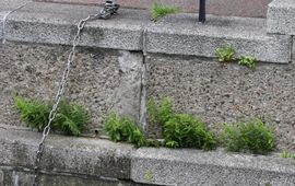 Tong- en Moerasvaren op kademuur