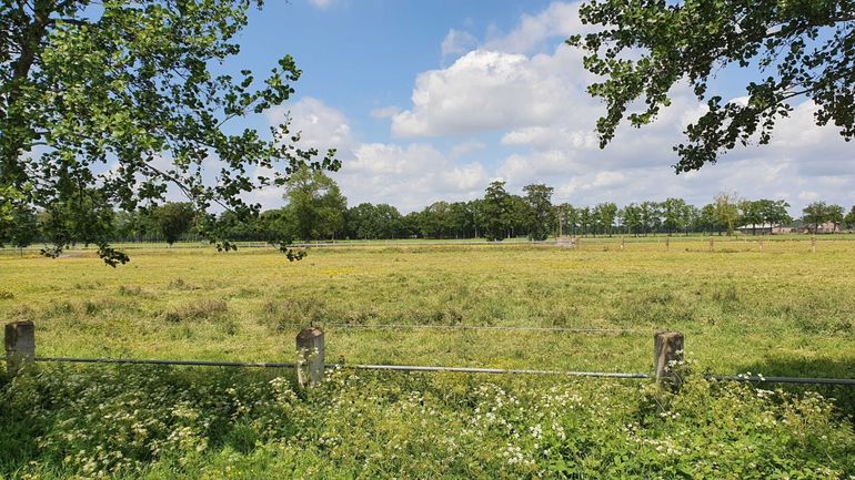 Weiland met bloeiend gras