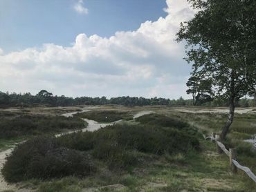 Natuurgebied bij Zeist